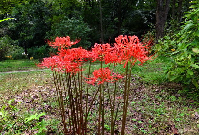石蒜花
