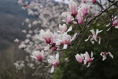 宝华玉兰